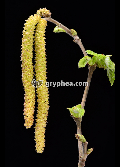 Noisetier (Corylus avellana) - Fleurs mâles groupées en chatons - gryphea.com